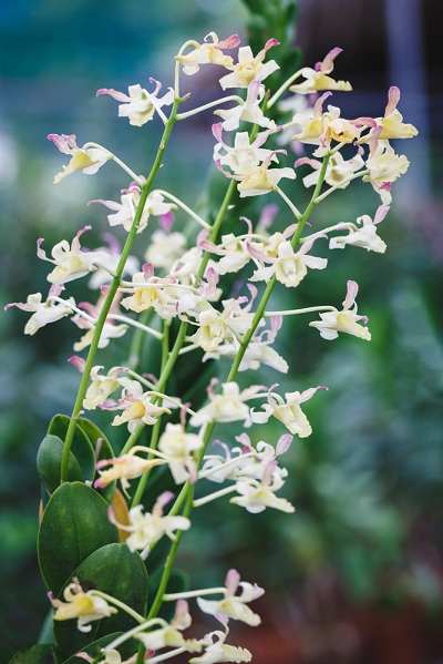 Zigadenus