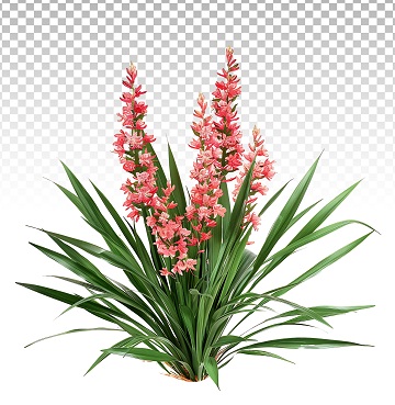 Red Yucca