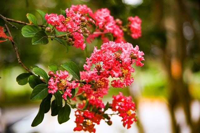 Queen's Crape Myrtle