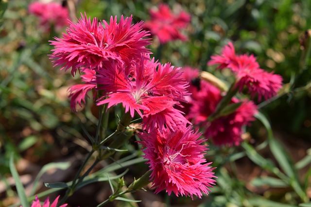 Tassel Flower