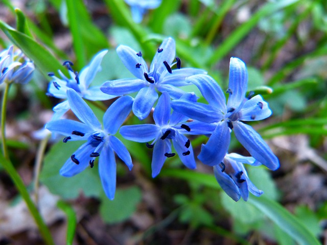 Siberian Squill