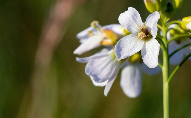 Toothwort