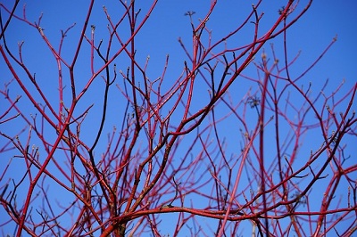 Red Stem Dogwood